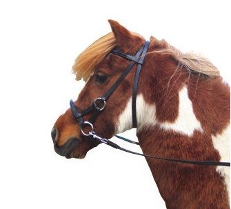 huis Verfijnen Roestig Bitloos hoofdstel Pardoes minishet t/m trekpaard | Horseshop International